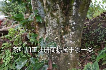 商標(biāo)類別注冊少了有影響嗎_商標(biāo)類別注冊錯誤會_商標(biāo)的注冊類別