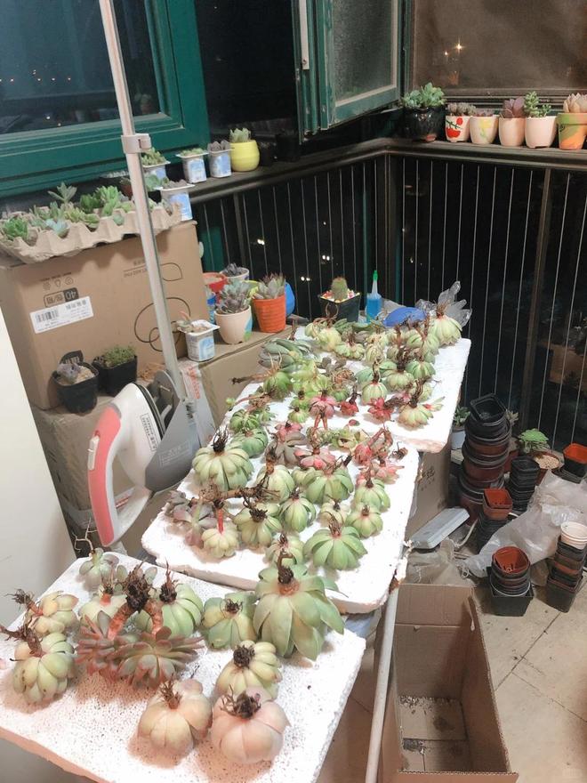 多肉酸性土壤還是堿性_室內多肉種植方法_多肉養護技巧
