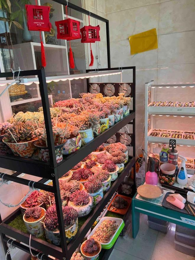 多肉養護技巧_多肉酸性土壤還是堿性_室內多肉種植方法