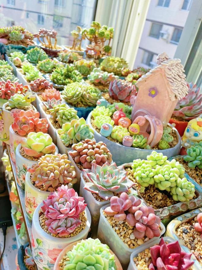 多肉養護技巧_室內多肉種植方法_多肉酸性土壤還是堿性