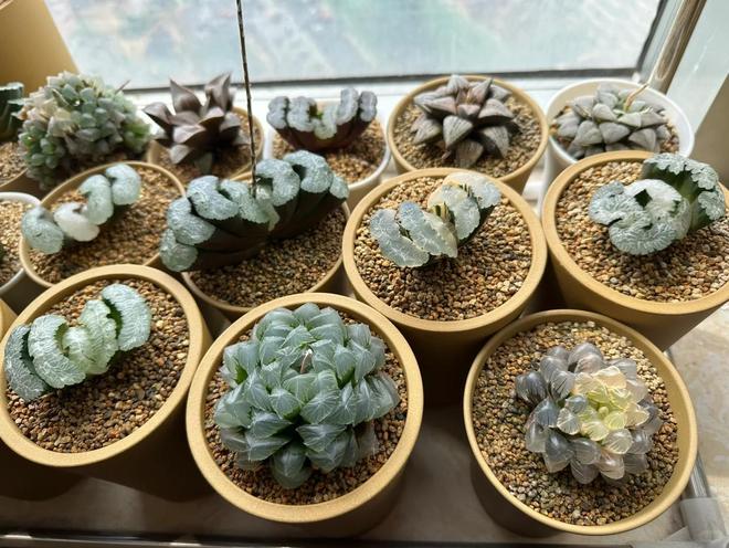 室內多肉種植方法_多肉酸性土壤還是堿性_多肉養護技巧