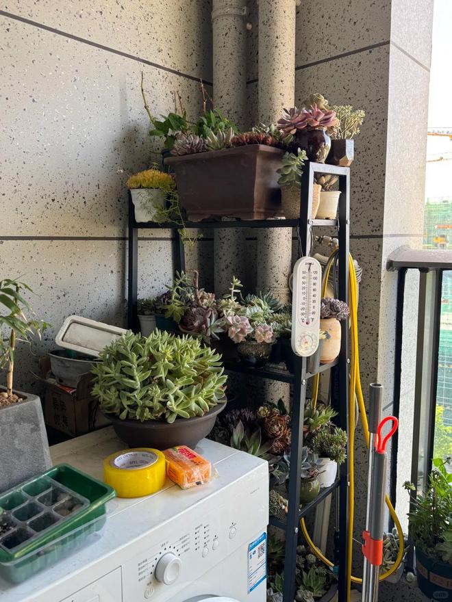 多肉養護技巧_多肉酸性土壤還是堿性_室內多肉種植方法