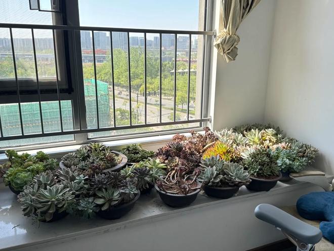 室內多肉種植方法_多肉酸性土壤還是堿性_多肉養護技巧