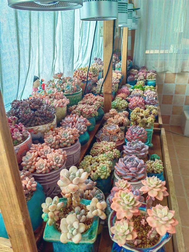 室內多肉種植方法_多肉酸性土壤還是堿性_多肉養護技巧