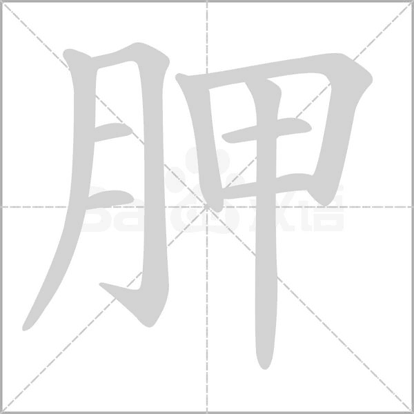 胛的筆順動(dòng)畫(huà)演示